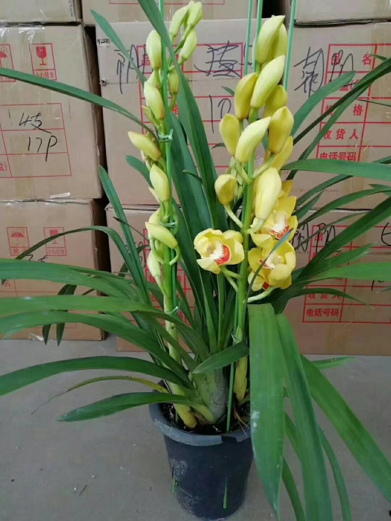 大花蕙兰