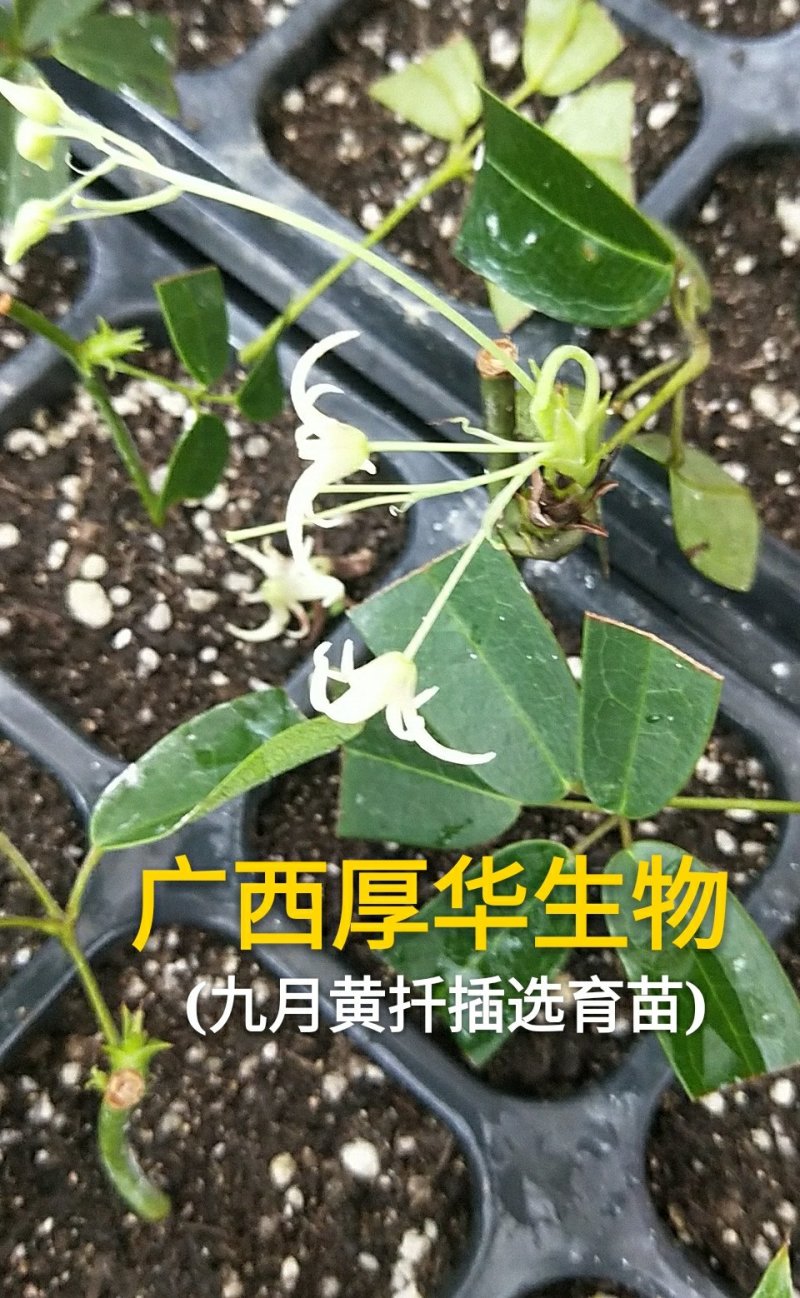 九月黄苗选育改良巨果新品种产量高耐储存耐运输