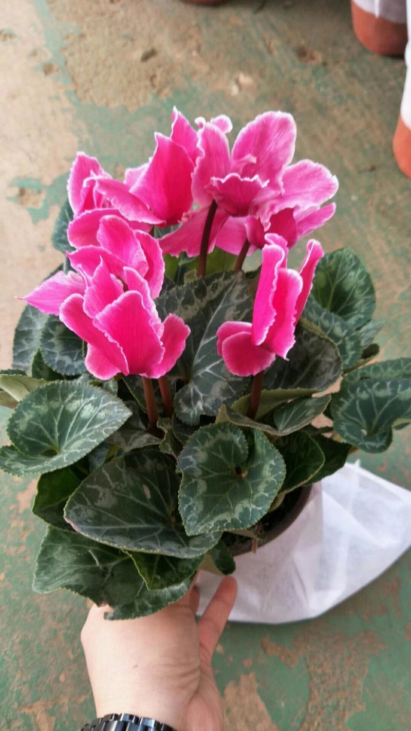 开花盆栽