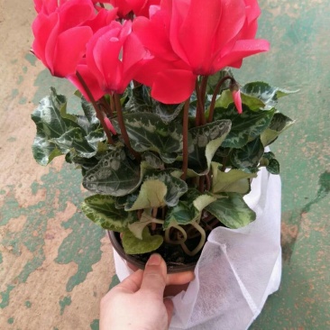 开花盆栽