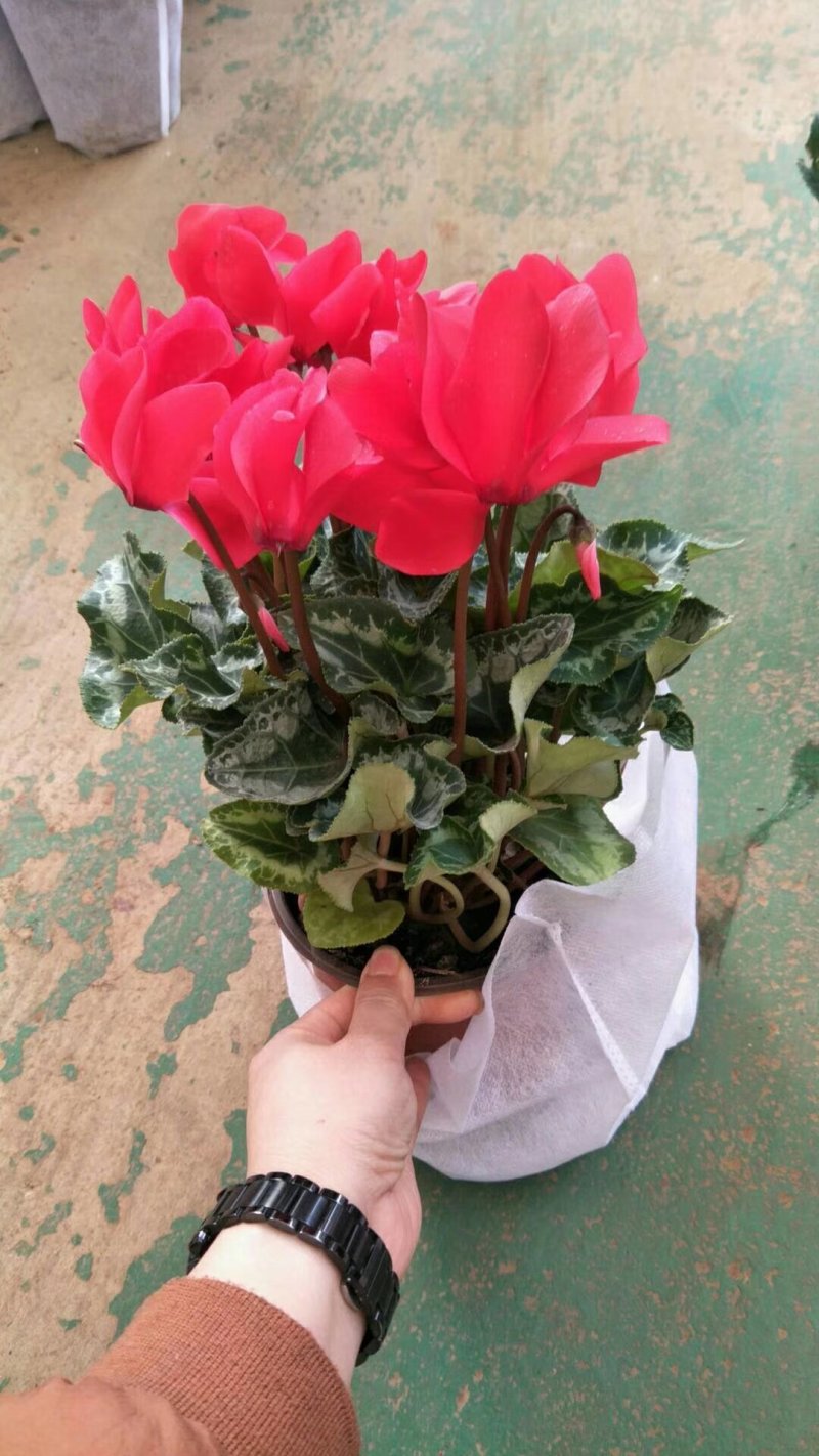 开花盆栽