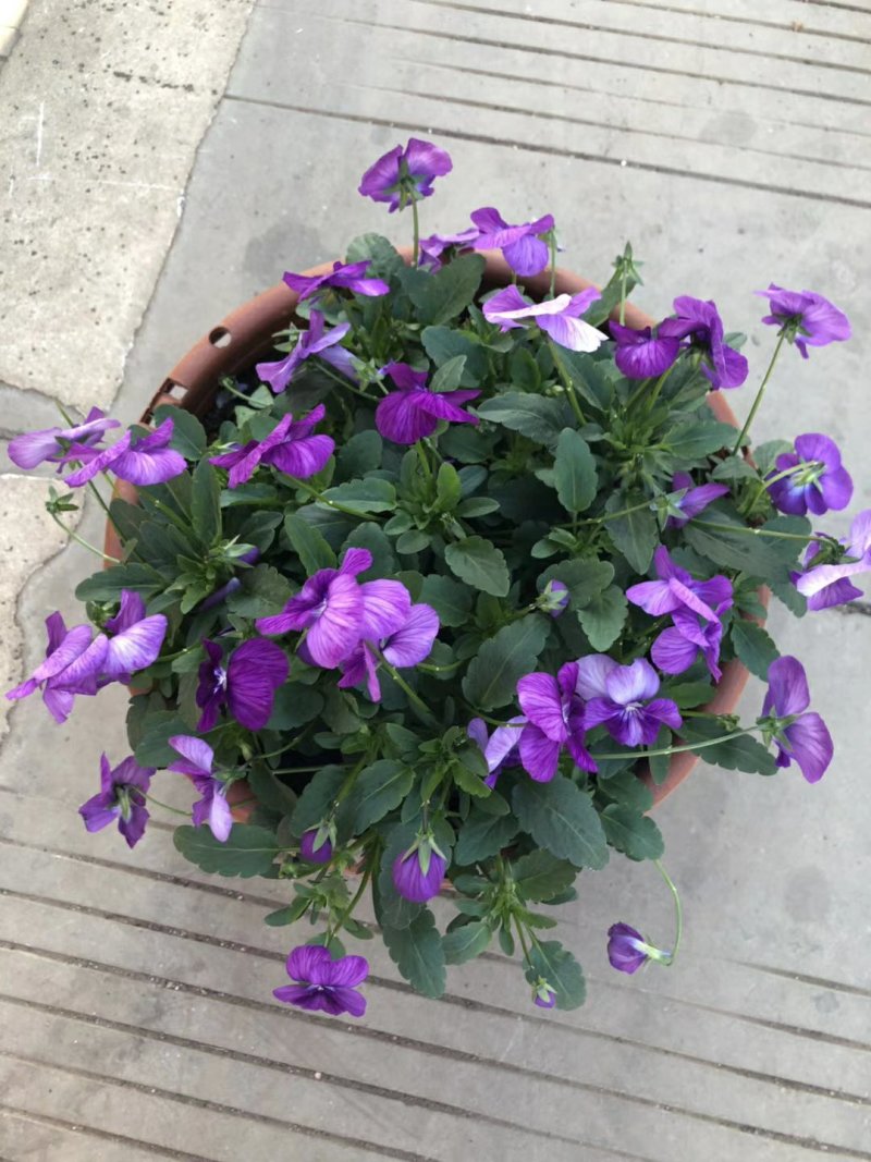 开花盆栽