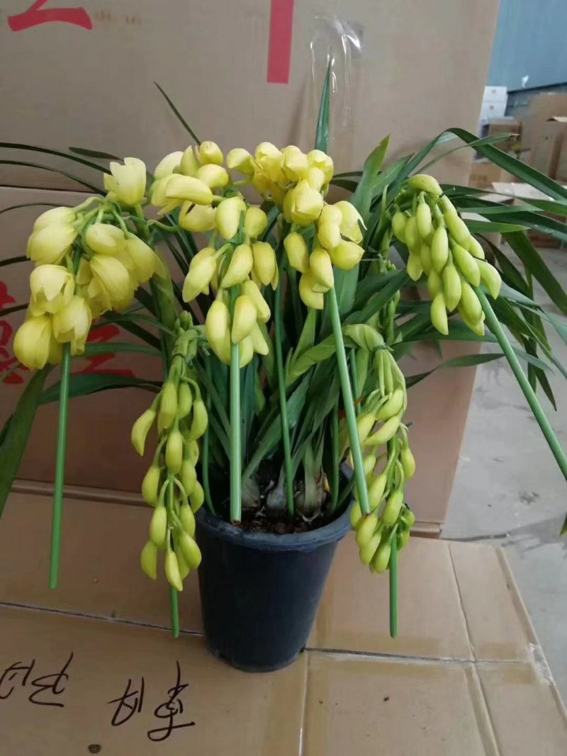 大花蕙兰，