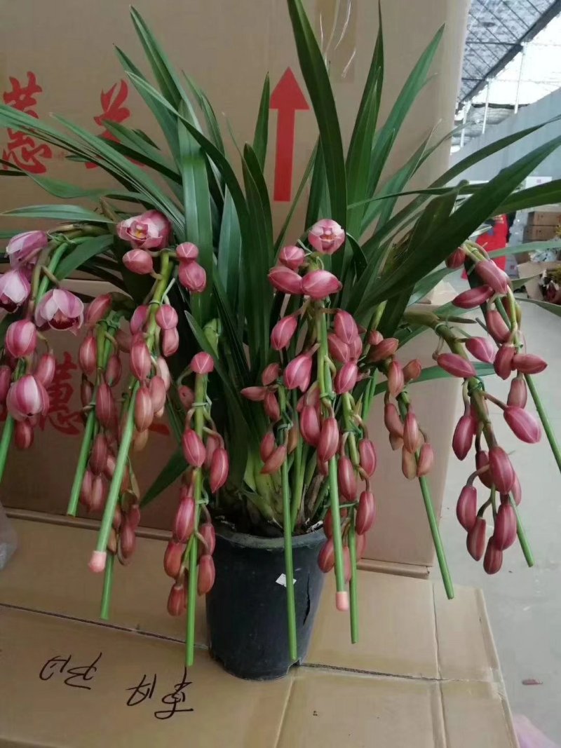 大花蕙兰，