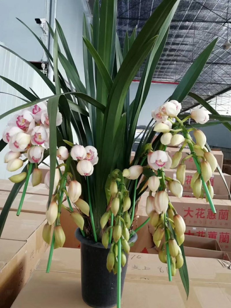 大花蕙兰，