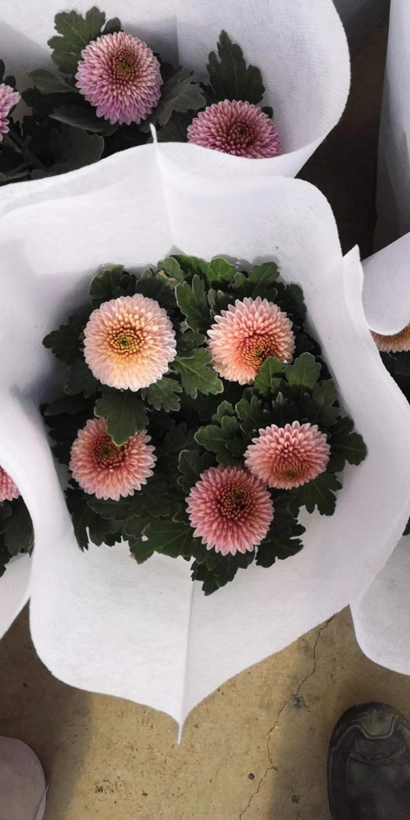 开花盆栽，