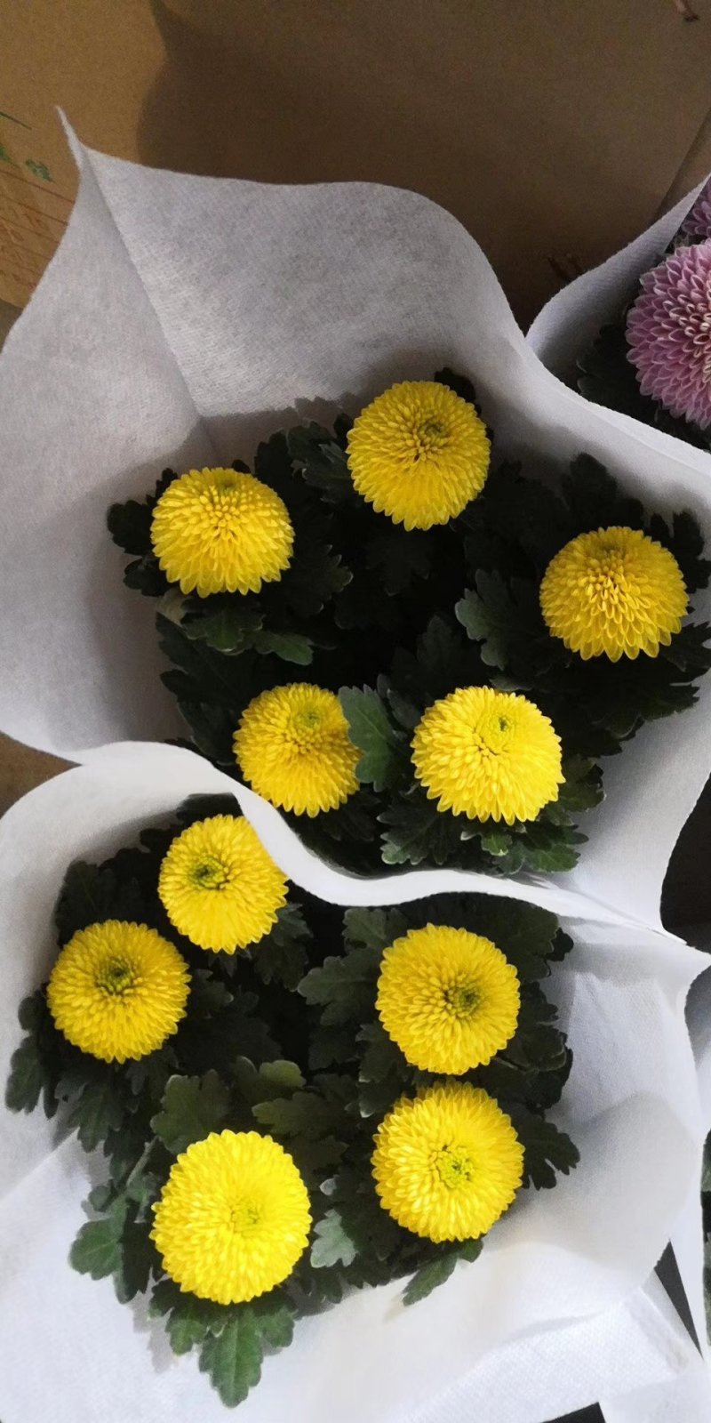 开花盆栽，