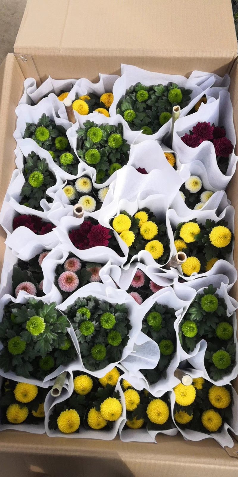 开花盆栽，