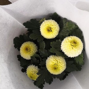 开花盆栽，