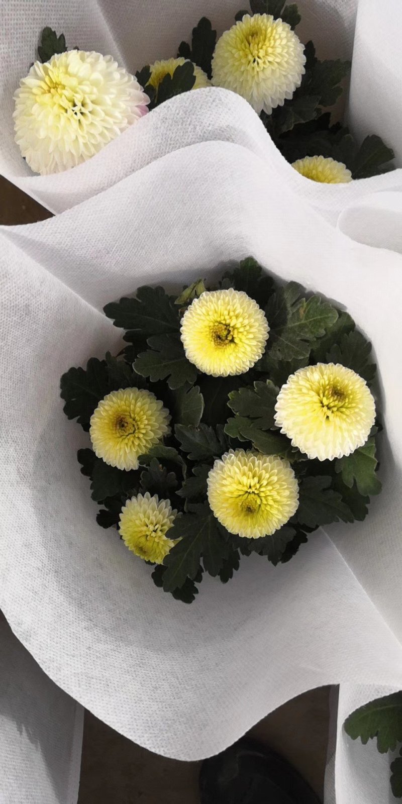 开花盆栽，