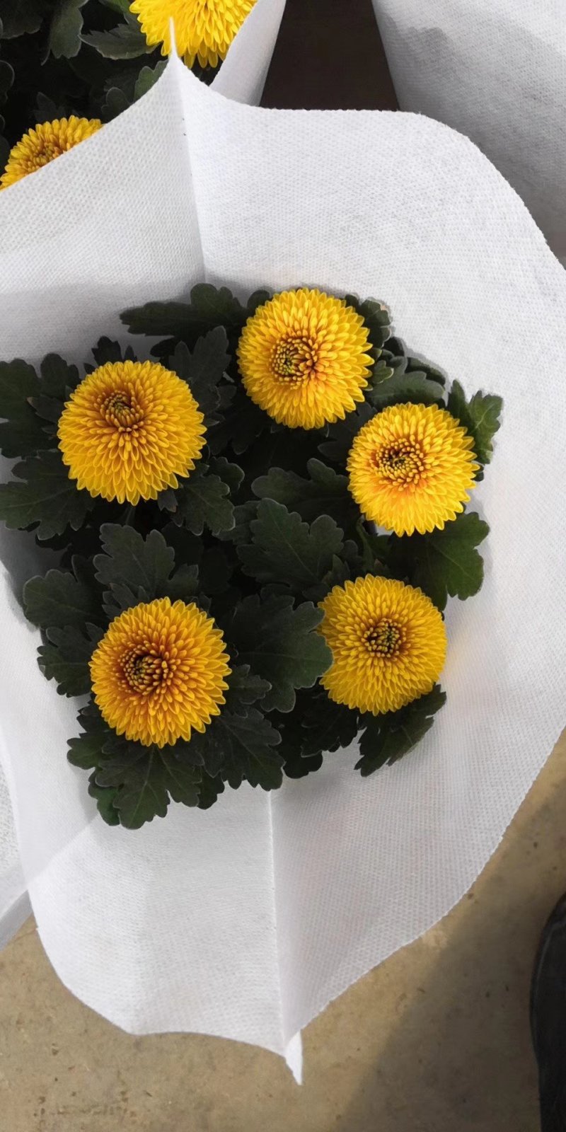 开花盆栽，