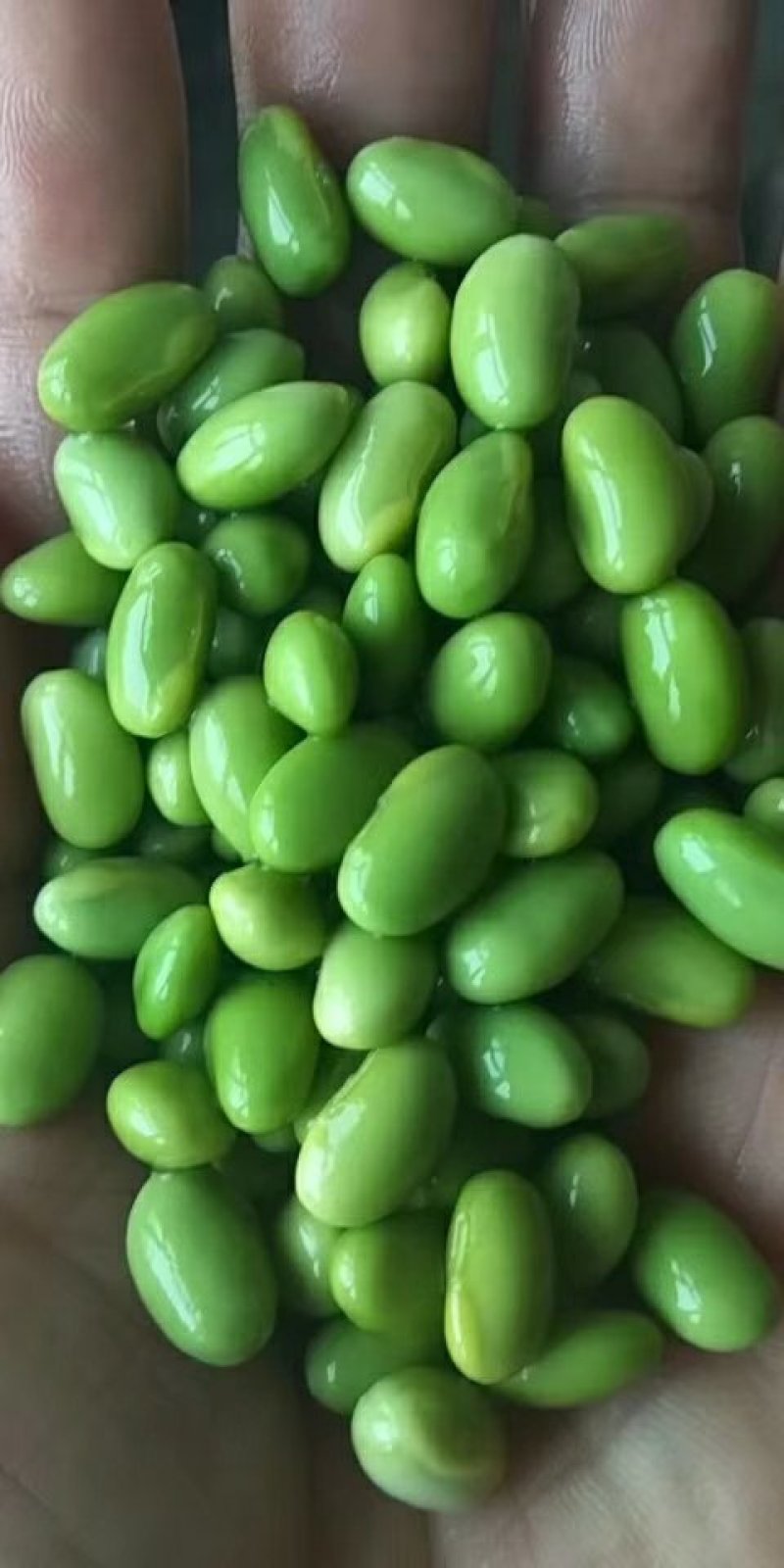 常年购销单青豆，双青豆000000000