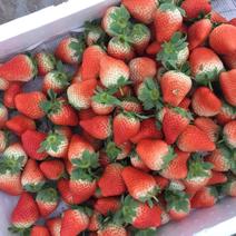 【宁玉草莓🍓】基地现采现发，奶油草莓型，口感香甜，欢迎咨询~