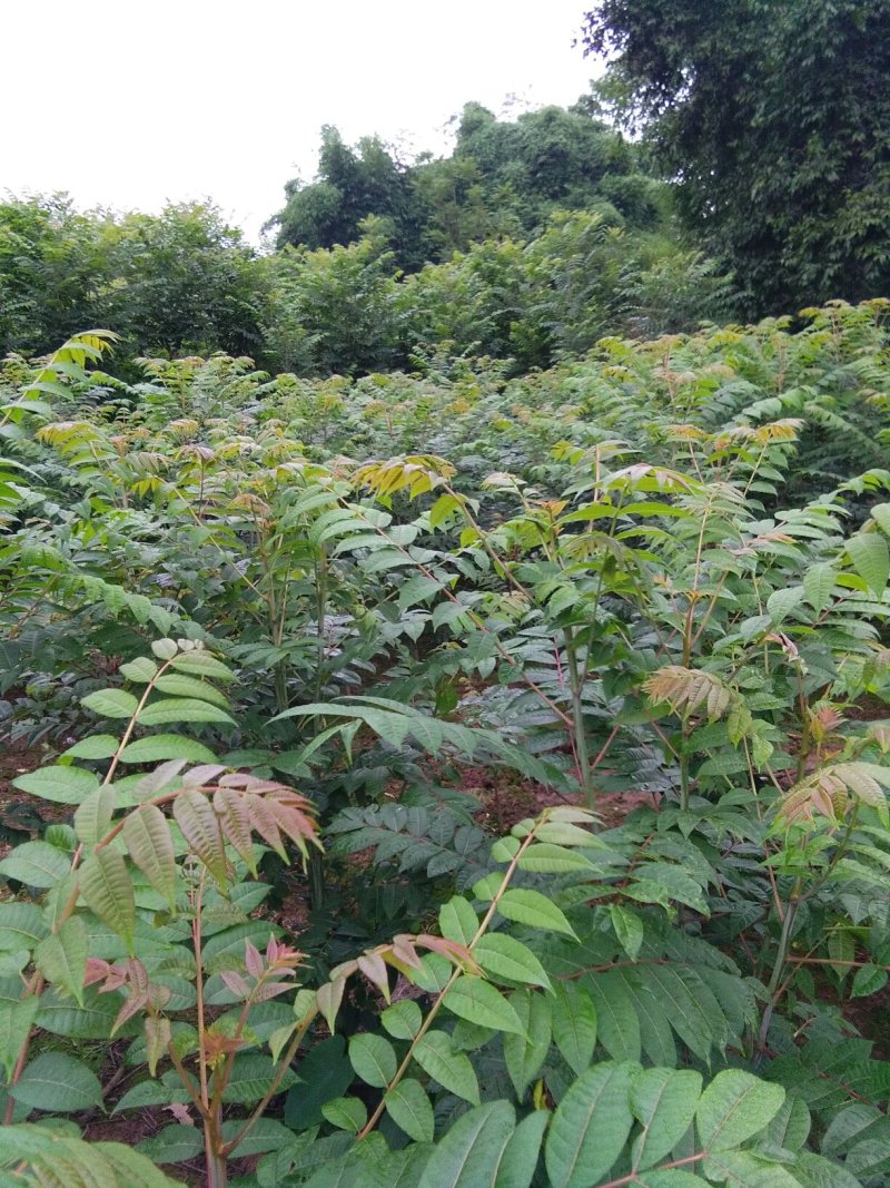 红油香椿苗