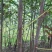 红油香椿苗