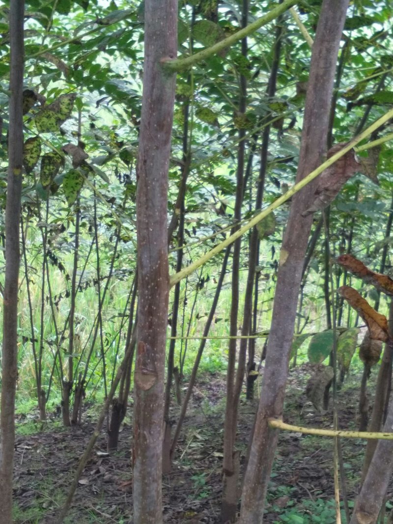 红油香椿苗