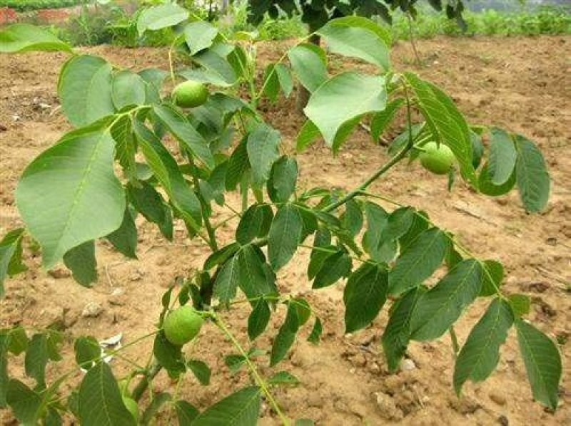 香玲核桃苗一手嫁接苗基地直发拒绝假苗实地考察签合同