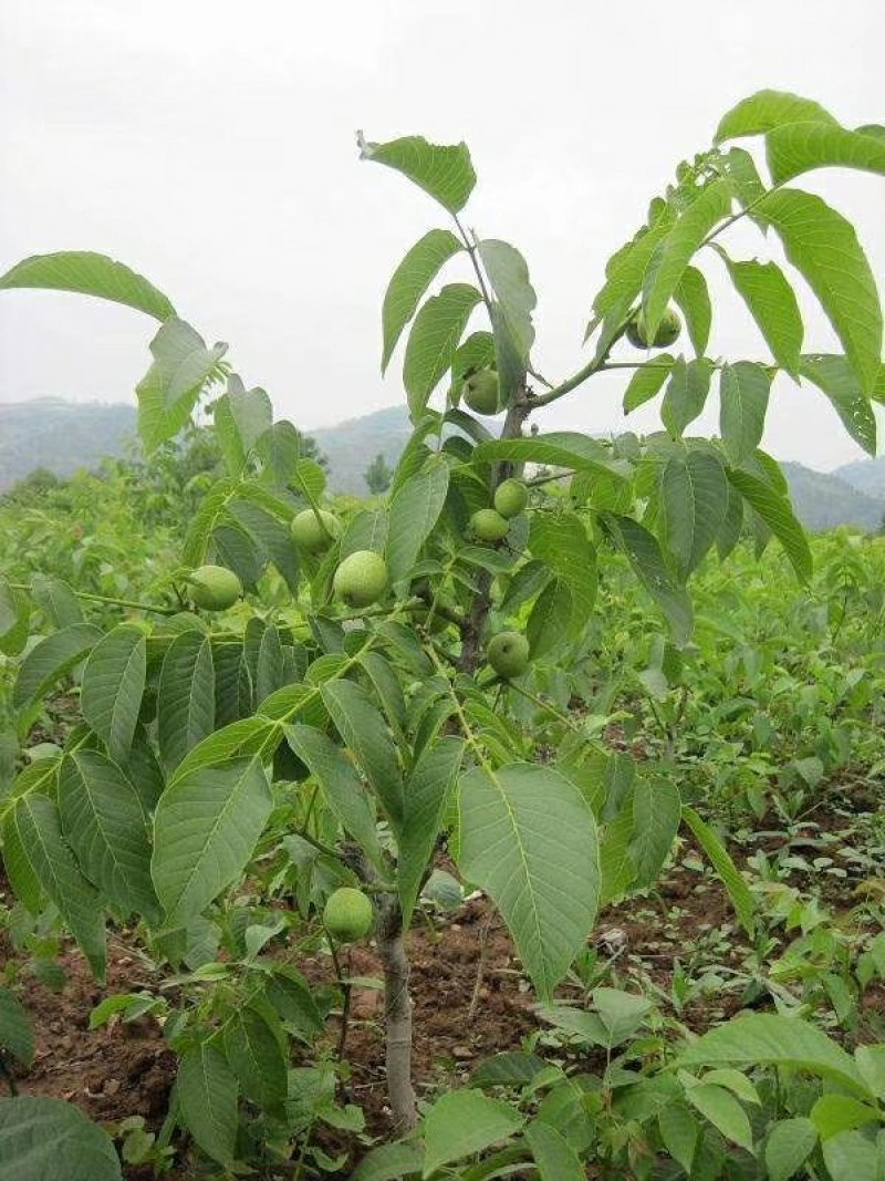 香玲核桃苗一手嫁接苗基地直发拒绝假苗实地考察签合同