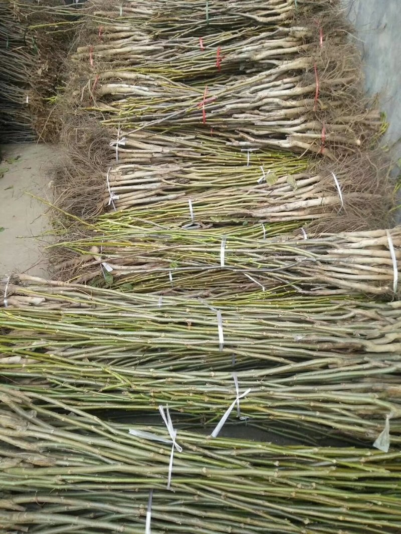 香玲核桃苗一手嫁接苗基地直发拒绝假苗实地考察签合同