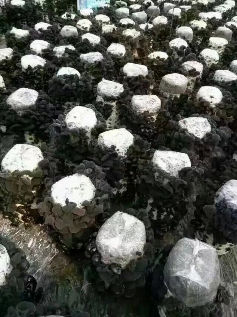 黑山秋木耳自己家种的自产自销