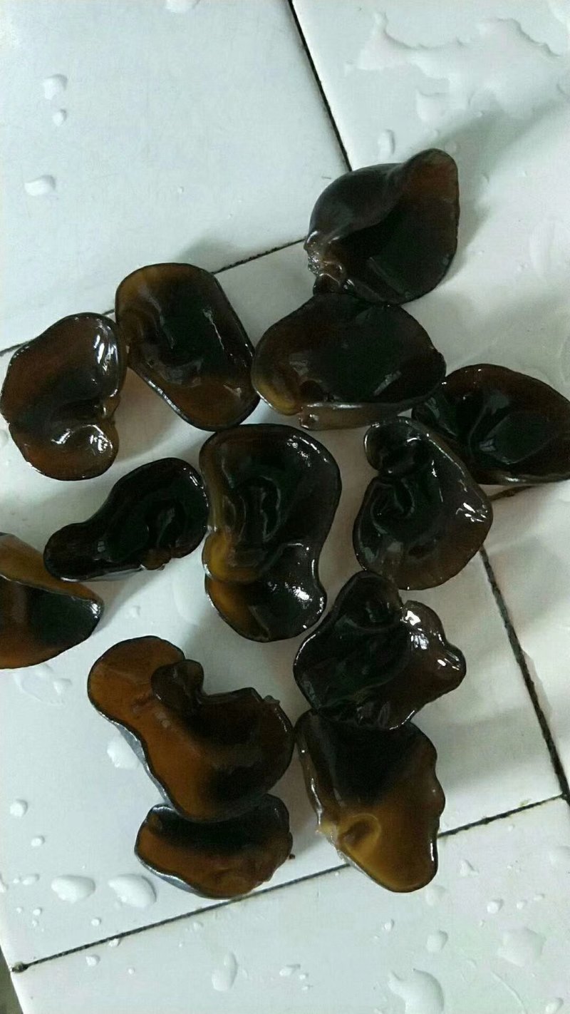 黑山秋木耳自己家种的自产自销