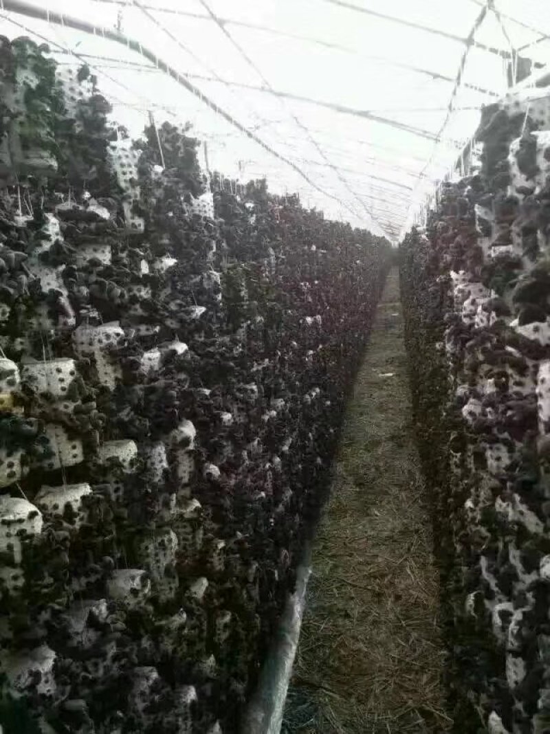 黑山秋木耳自己家种的自产自销