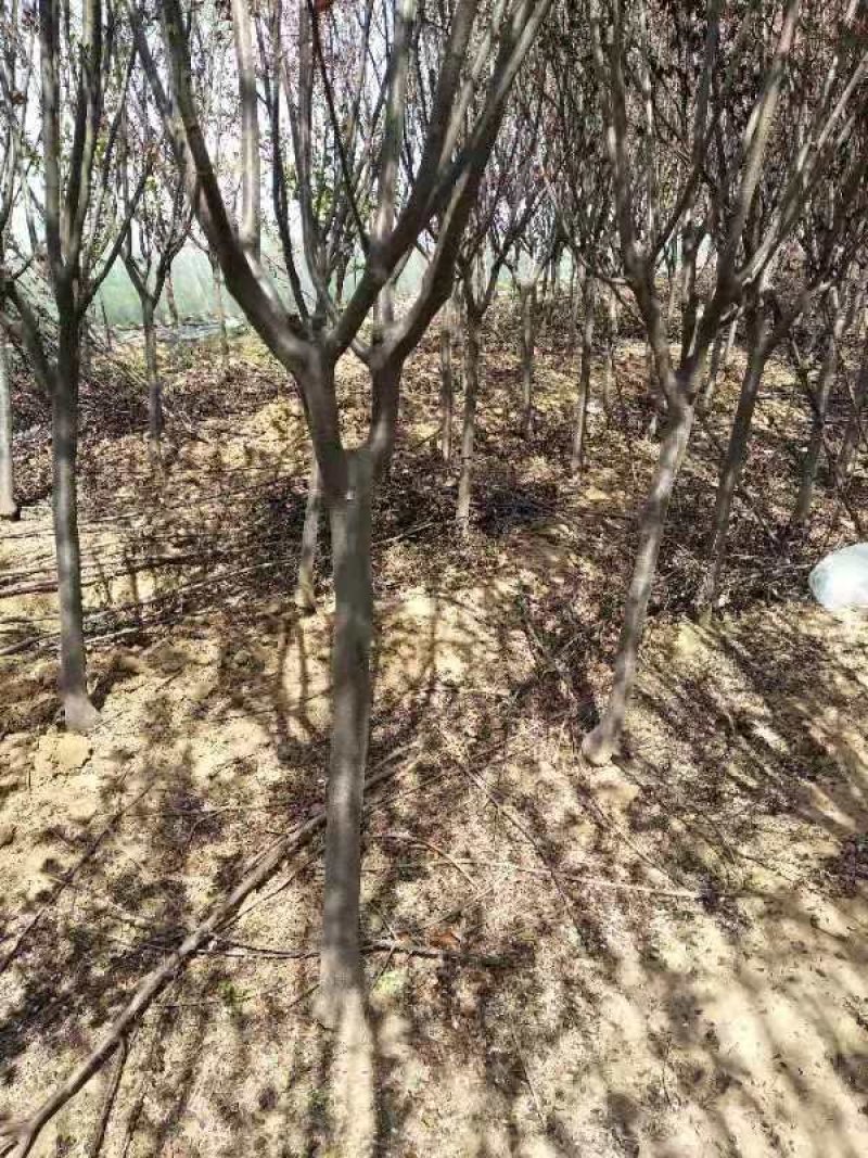 68红叶李紫叶李倒地处理5天