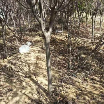 68红叶李紫叶李倒地处理5天