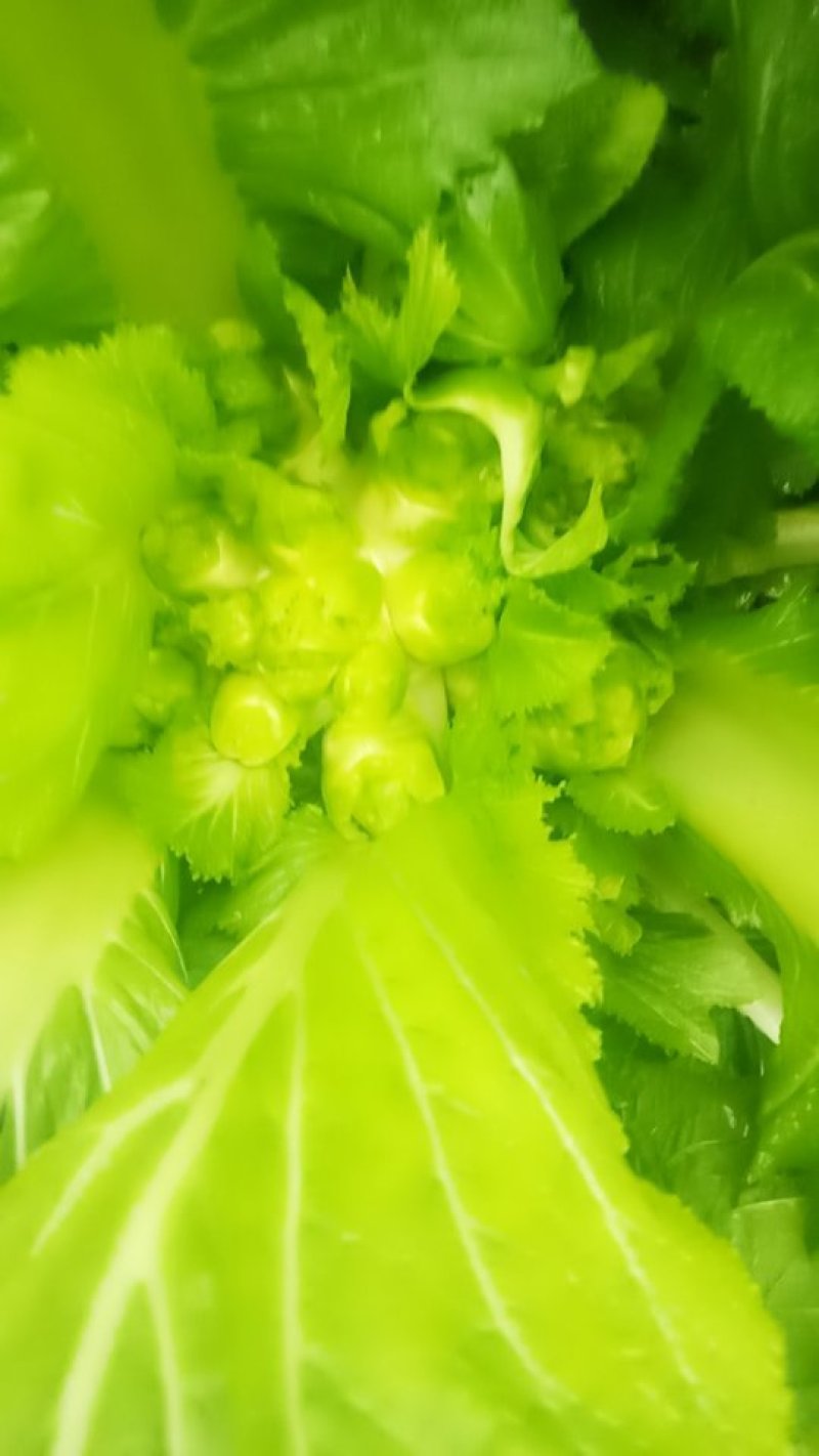 儿菜