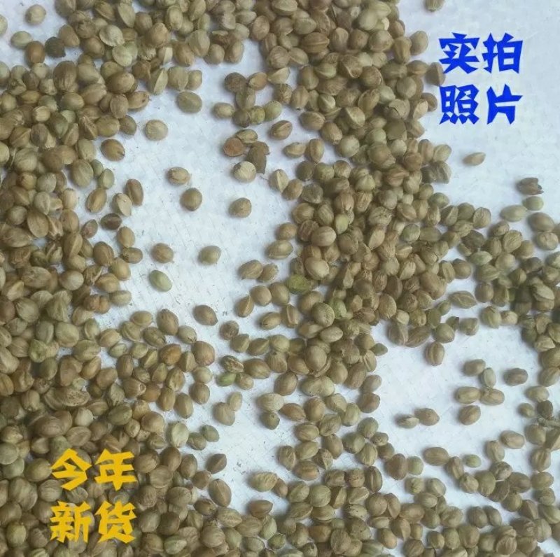 麻子