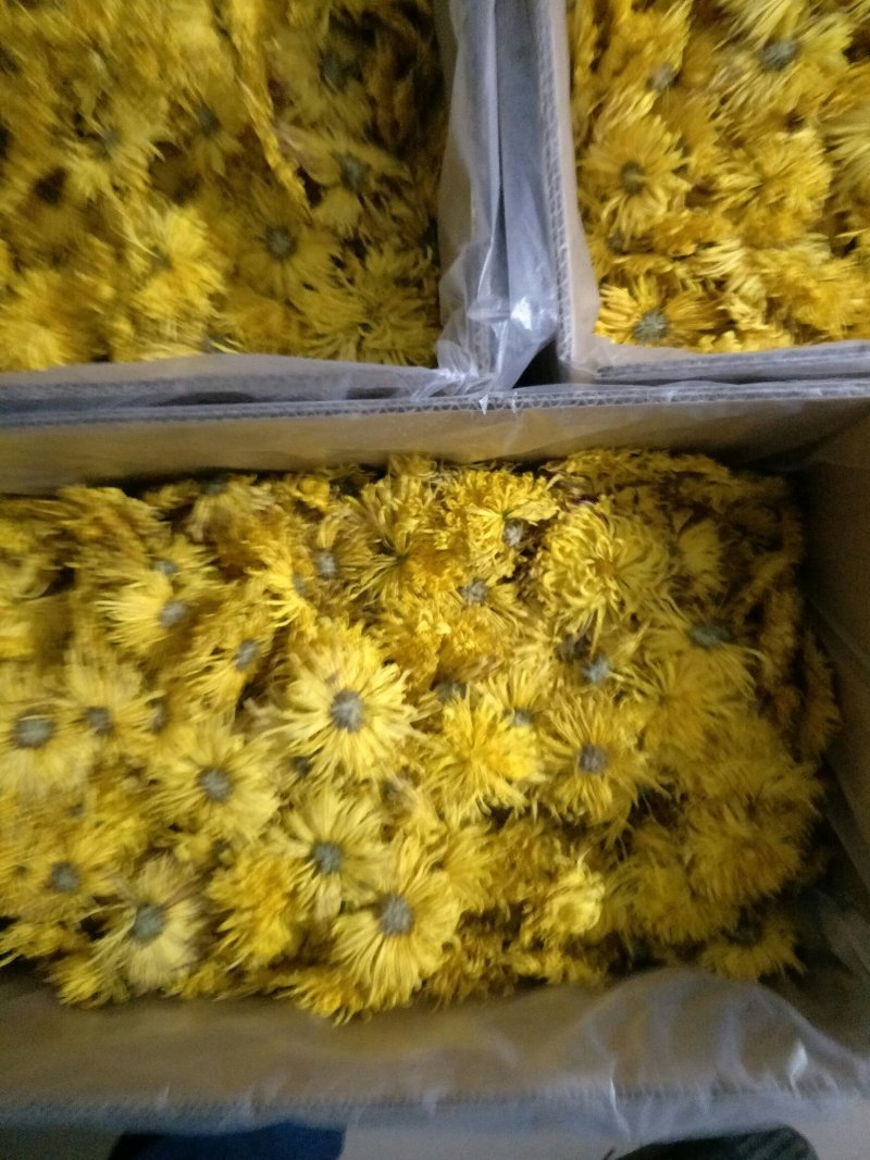 金丝皇菊，