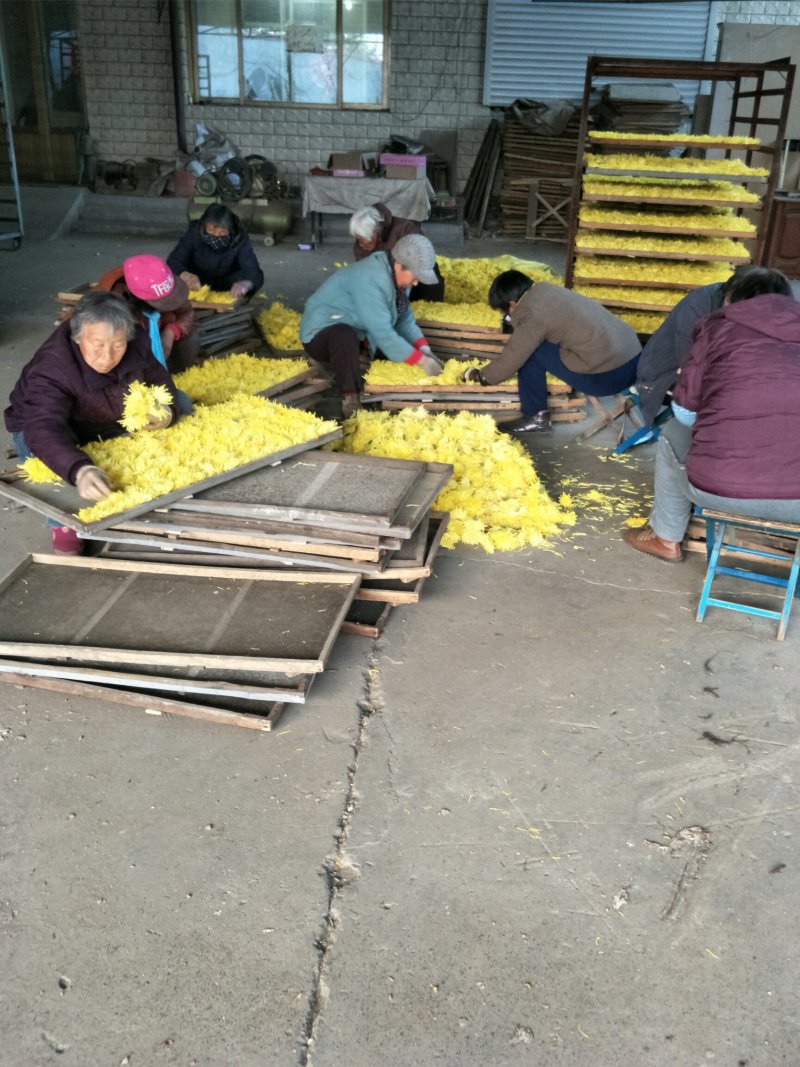 金丝皇菊，