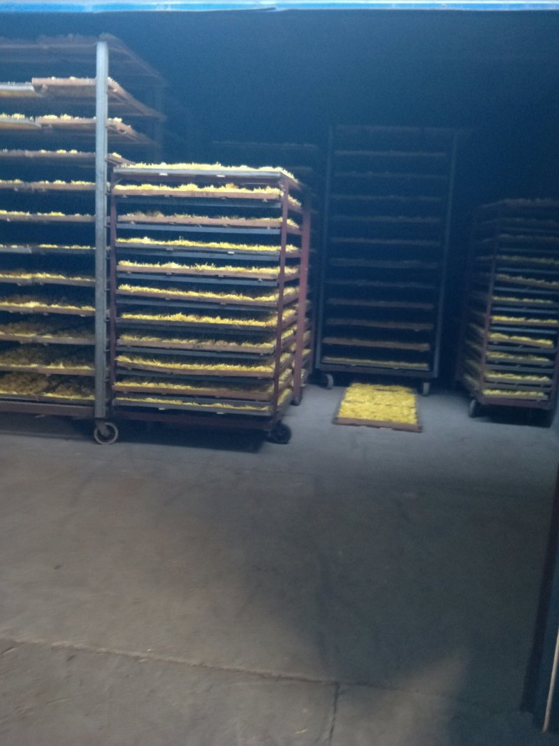金丝皇菊，