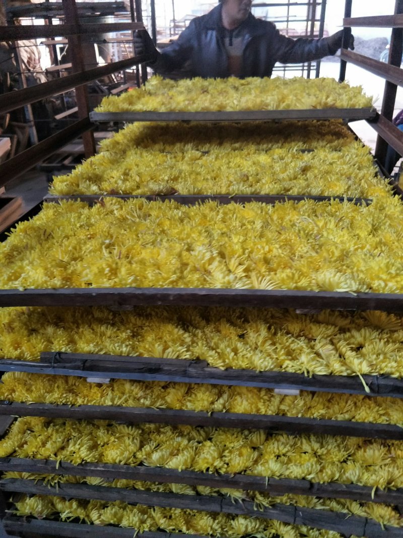金丝皇菊，