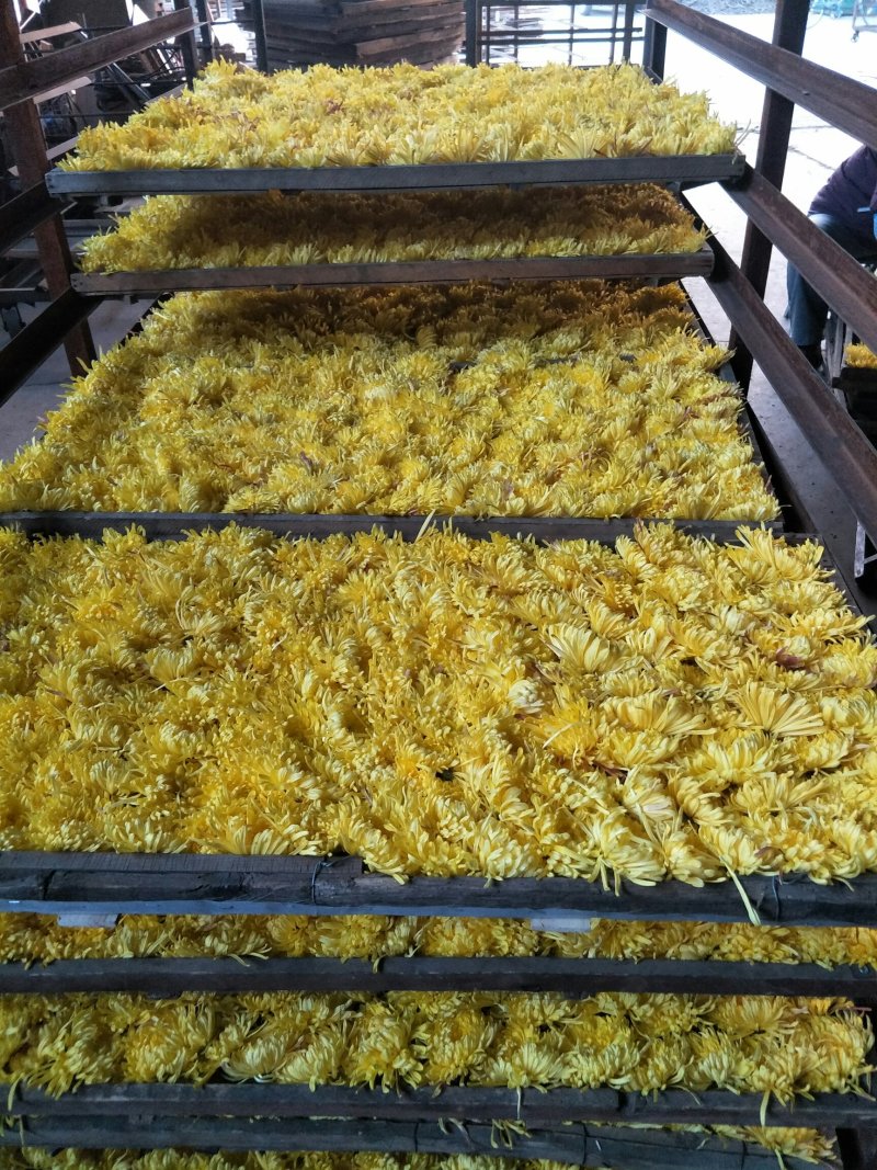 金丝皇菊，
