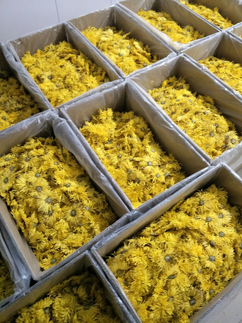 金丝皇菊，