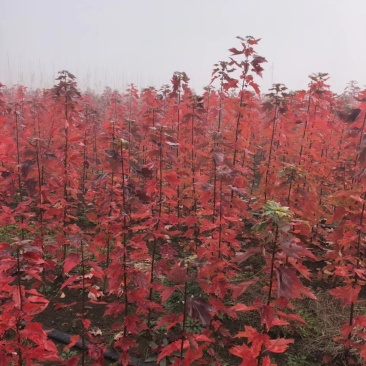 红冠红枫2年壮苗美国红冠红枫