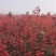 红冠红枫2年壮苗美国红冠红枫
