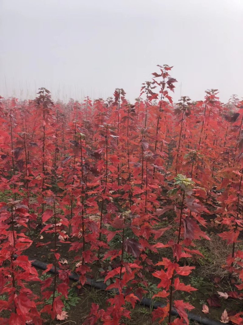 红冠红枫2年壮苗美国红冠红枫