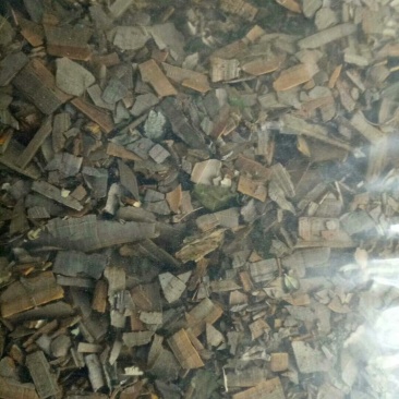 鬼箭羽