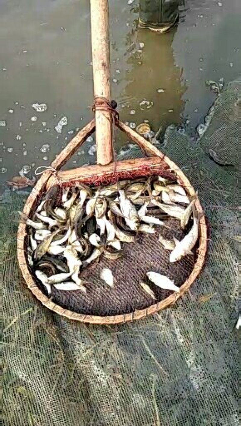 花鲢苗