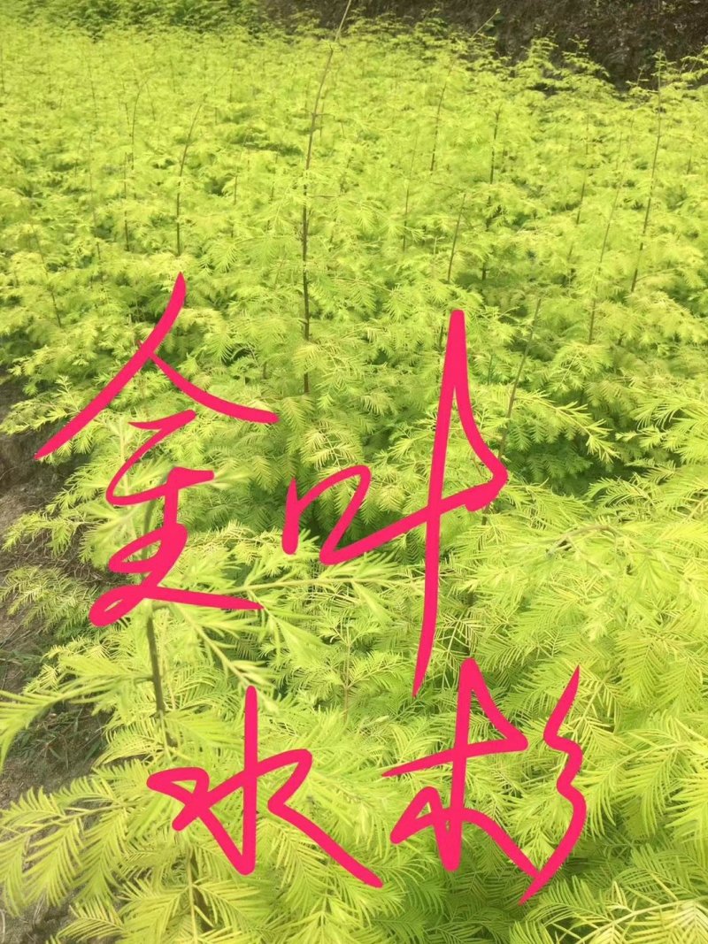 金叶水杉高30公分，50公分，80公分，1米有货