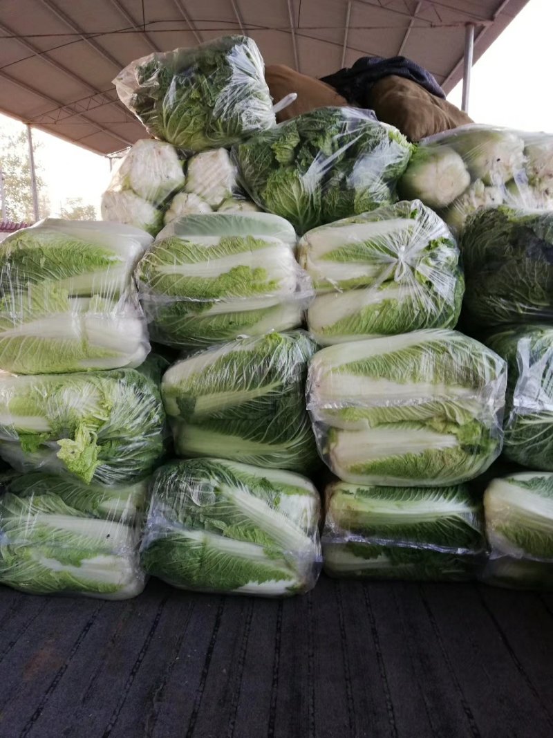 精品黄心白菜，基地现货直发量大从优价格实惠