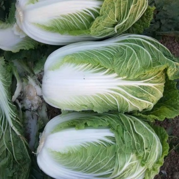 精品黄心白菜，基地现货直发量大从优价格实惠