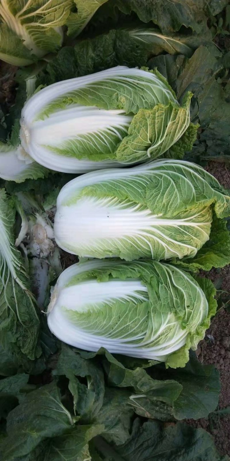 精品黄心白菜，基地现货直发量大从优价格实惠