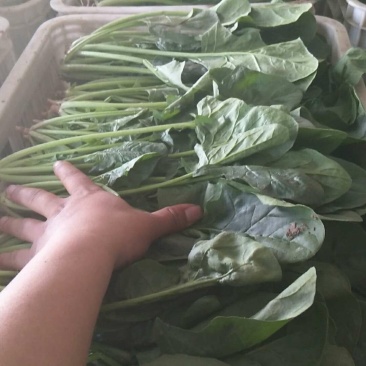 菠菜大叶