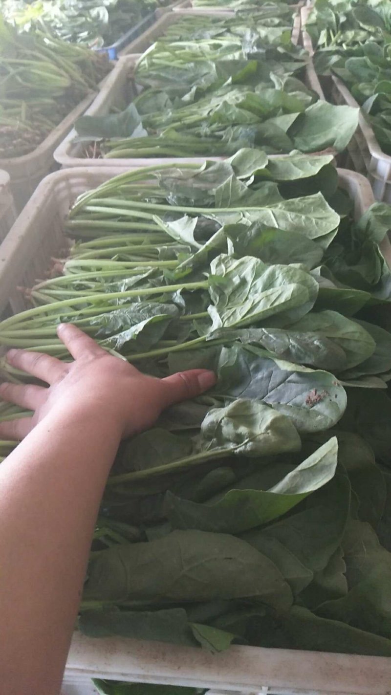 菠菜大叶