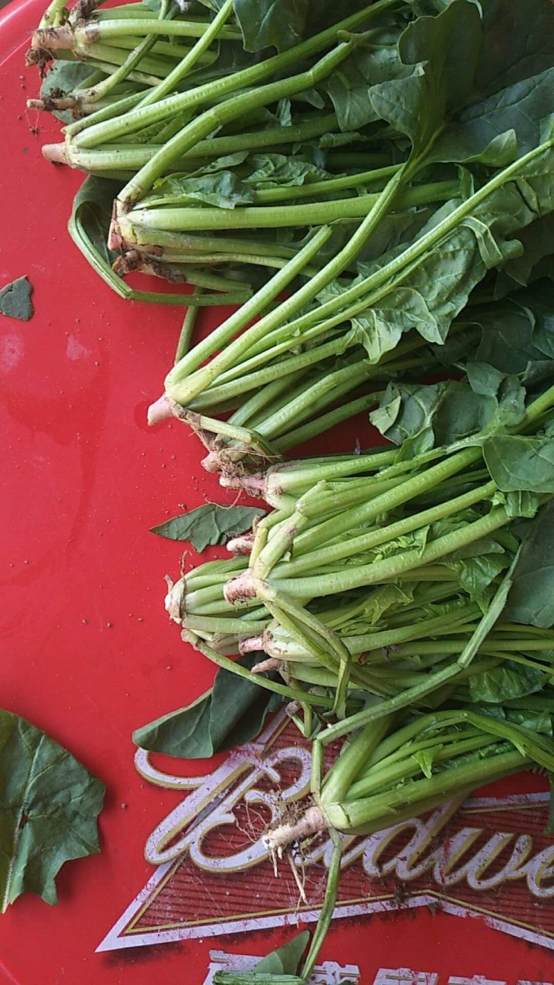 菠菜大叶