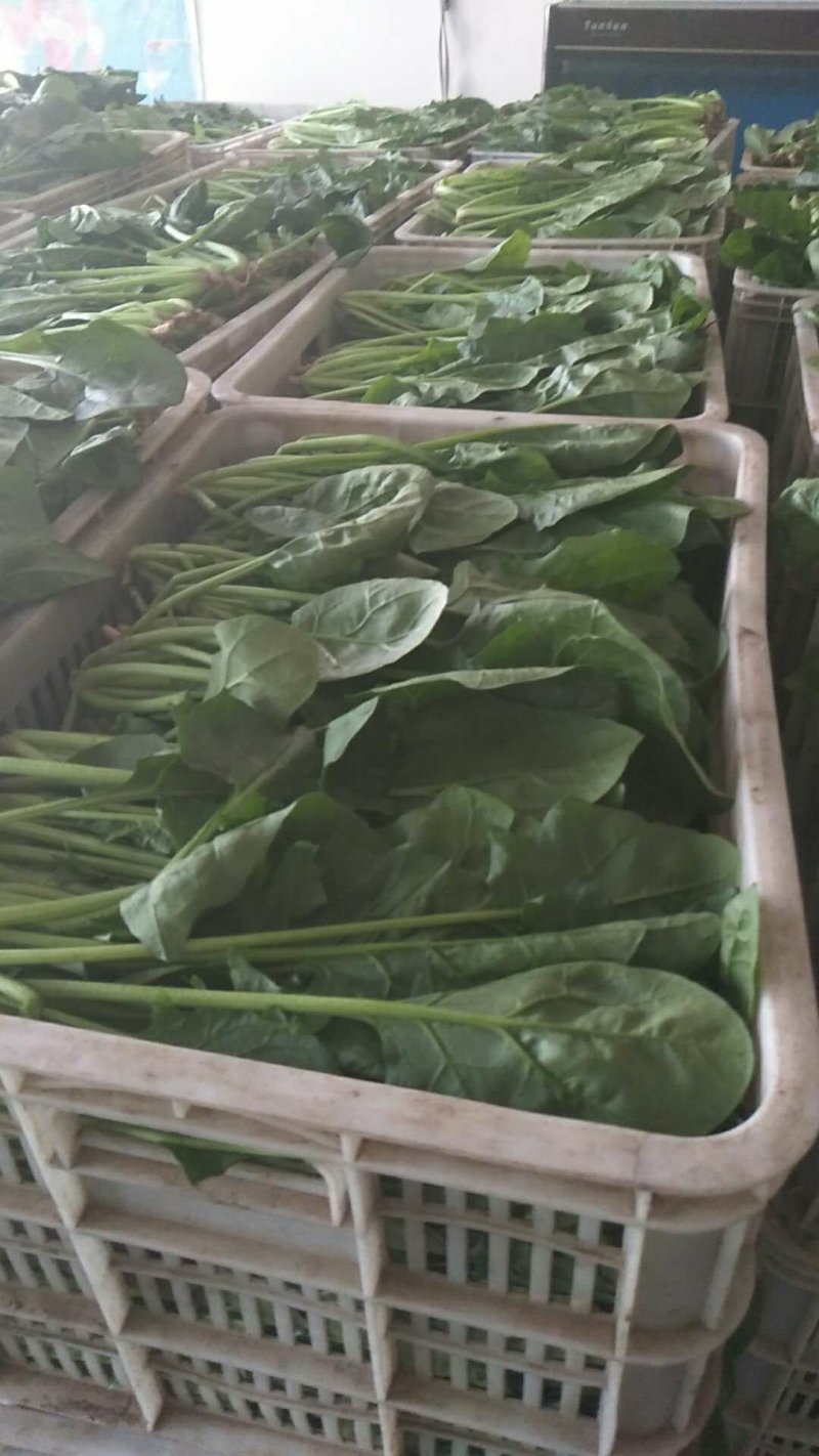 菠菜大叶