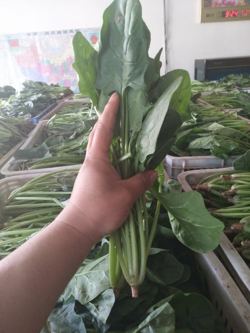 菠菜大叶